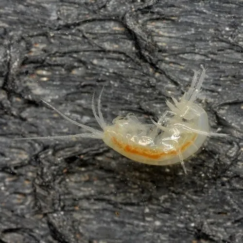 Russell's Cave Amphipod - photo 4