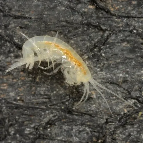 Russell's Cave Amphipod - photo 5