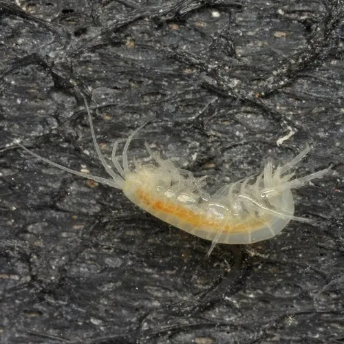 Russell's Cave Amphipod - photo 6