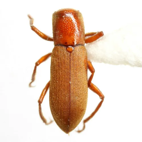 Comal Springs Dryopid Beetle - photo 2