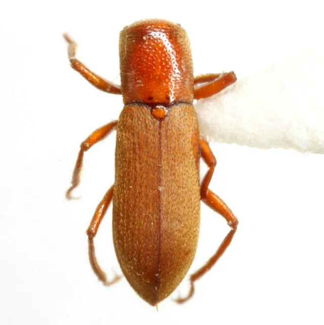 Comal Springs Dryopid Beetle - photo 3