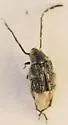 Stylantheus macrocerus - Stylantheus macrocerus