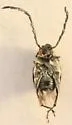 Stylantheus macrocerus - photo 2