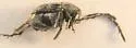 Stylantheus macrocerus - photo 3