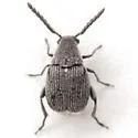 Stylantheus macrocerus - photo 4