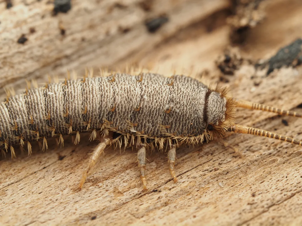 Stylifera gigantea