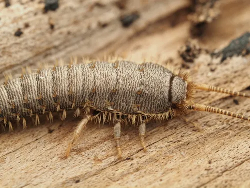Stylifera gigantea - photo 2