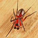 Styloctetor purpurescens