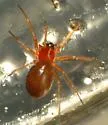 Styloctetor purpurescens - photo 4