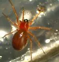 Styloctetor purpurescens - photo 5