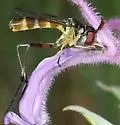 Stylogaster beresfordi