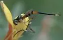 Stylogaster beresfordi - photo 2