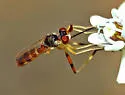 Stylogaster beresfordi - photo 3