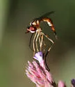 Stylogaster biannulata - photo 2