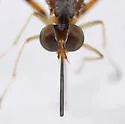 Stylogaster biannulata - photo 3