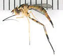 Stylogaster biannulata - photo 4