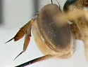Stylogaster biannulata - photo 5