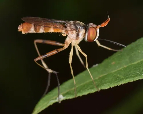 Stylogaster neglecta - photo 2