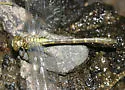Eastern Least Clubtail