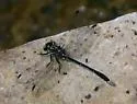Eastern Least Clubtail - photo 3