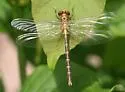 Eastern Least Clubtail - photo 4