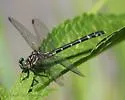 Eastern Least Clubtail - photo 5