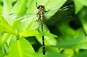 Interior Least Clubtail - photo 5