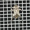 Styloleptus biustus - photo 2