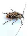 Styloleptus biustus - photo 4