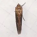Stylopalpia scobiella - Hodges#5820 - Stylopalpia scobiella