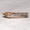 Stylopalpia scobiella - Hodges#5820 - photo 2