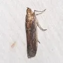 Stylopalpia scobiella - Hodges#5820 - photo 3