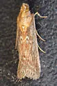 Stylopalpia scobiella - Hodges#5820 - photo 4