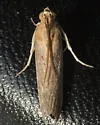 Stylopalpia scobiella - Hodges#5820 - photo 5