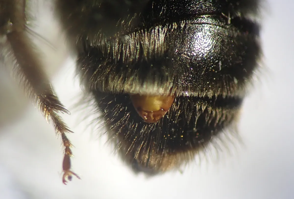 Stylopidae - Stylopidae