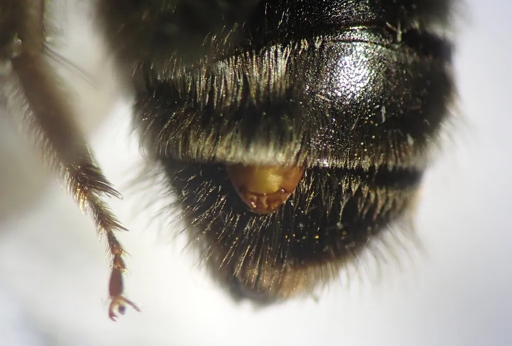 Stylopidae - photo 3