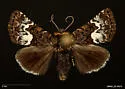 Stylopoda cephalica - Hodges#10163