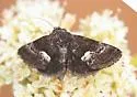 Stylopoda cephalica - Hodges#10163 - photo 2