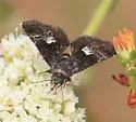 Stylopoda cephalica - Hodges#10163 - photo 3