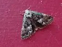 Stylopoda groteana - Hodges#10165