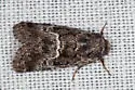Stylopoda groteana - Hodges#10165 - photo 2
