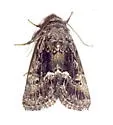 Stylopoda groteana - Hodges#10165 - photo 3