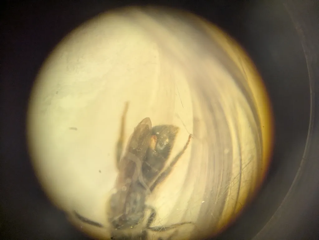 Stylops claytoniae - photo 2
