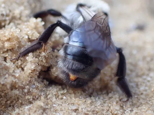 Stylops melittae