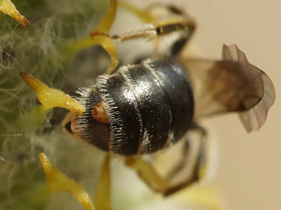 Stylops spretus - photo 2