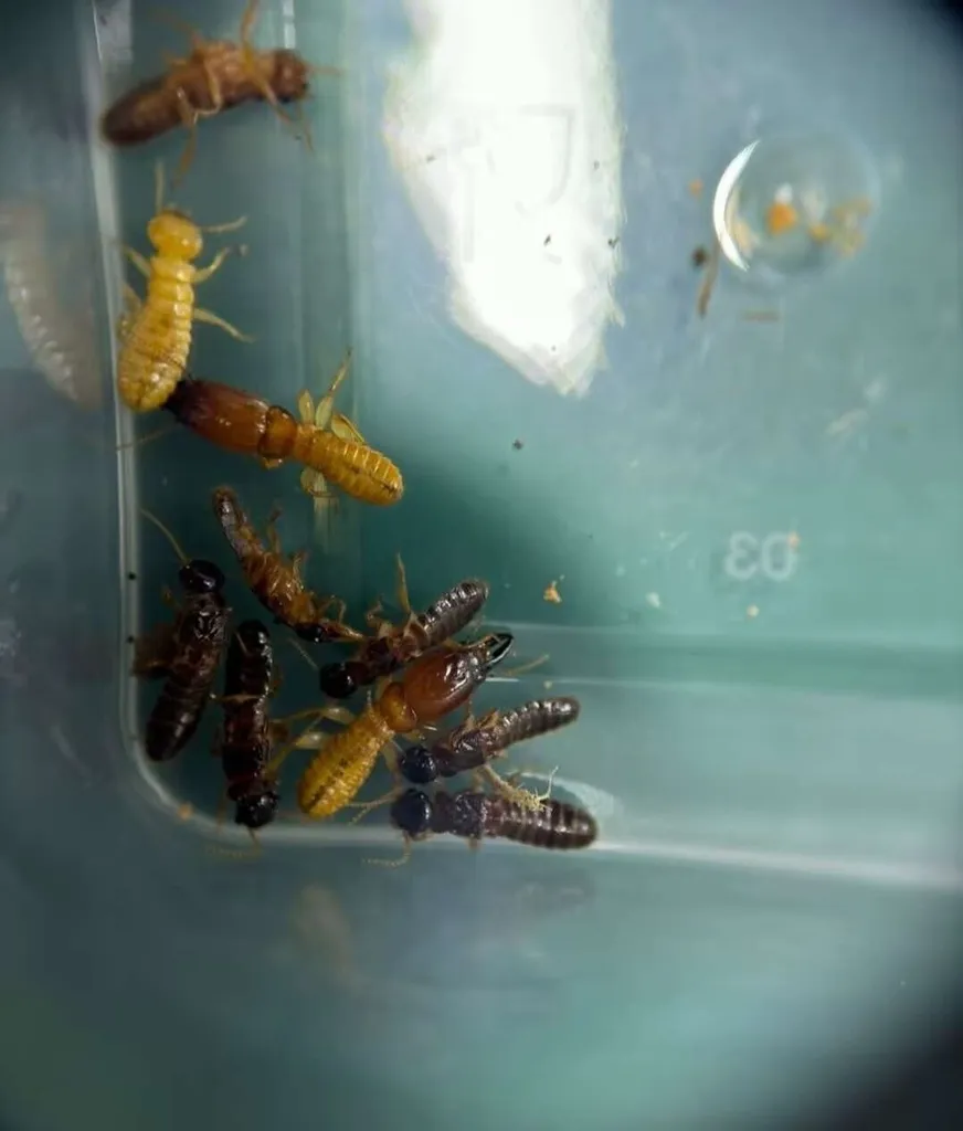 Stylotermitidae - photo 2