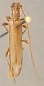 Roundhead Oak Twig Girdler