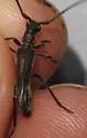 Styloxus oblatipilis - photo 2