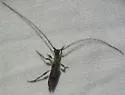 Styloxus oblatipilis - photo 3
