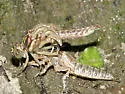 Riverine Clubtail